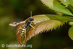 C330415: Feld-Wespenbiene (Nomada goodeniana)