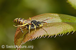 C330418: Feld-Wespenbiene (Nomada goodeniana)