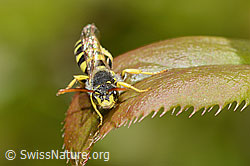 C330421: Feld-Wespenbiene (Nomada goodeniana)