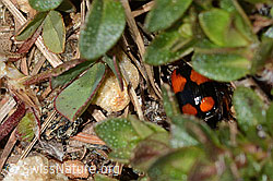 Kleinkreuz-Prunkläufer (Lebia cruxminor) (C330427)