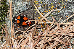 Kleinkreuz-Prunkläufer (Lebia cruxminor) (16.05.2025, C330431)