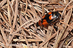 Kleinkreuz-Prunkläufer (Lebia cruxminor) (16.05.2025, C330432)