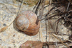 C330440: Weinbergschnecke (Helix pomatia)