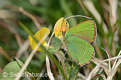 Brombeer-Zipfelfalter (Callophrys rubi) an Alpen-Hornklee (Lotus alpinus) (C330461)
