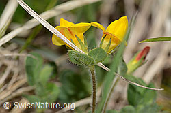 Alpen-Hornklee (Lotus alpinus) (C330468)