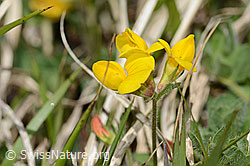 Alpen-Hornklee (Lotus alpinus) (C330470)