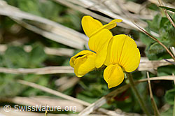 Alpen-Hornklee (Lotus alpinus) (C330473)