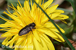 Schweizer Prachtkäfer (Anthaxia helvetica) auf Gewöhnlichem Löwenzahn (Taraxacum officinale) (16.05.2025, C330509)