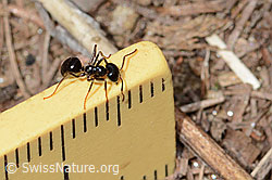 C330552: Glänzendschwarze Holzameise (Lasius fuliginosus)