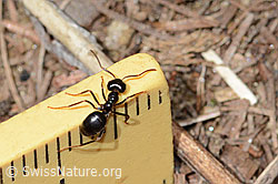 C330554: Glänzendschwarze Holzameise (Lasius fuliginosus)