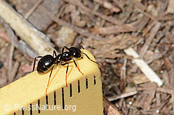 C330556: Glänzendschwarze Holzameise (Lasius fuliginosus)