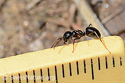 C330558: Glänzendschwarze Holzameise (Lasius fuliginosus)