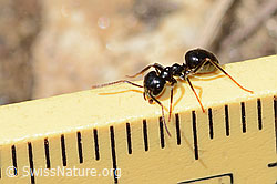 C330559: Glänzendschwarze Holzameise (Lasius fuliginosus)