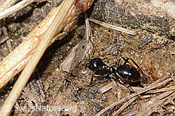 C330560: Glänzendschwarze Holzameise (Lasius fuliginosus)