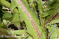 Taraxacum officinale (C330568)