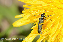 Graugrüner Schenkelkäfer (Oedemera virescens) auf Gewöhnlicher Löwenzahn (Taraxacum officinale) (C330573)
