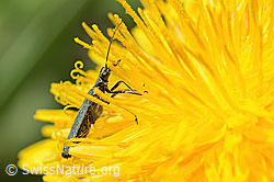 Graugrüner Schenkelkäfer (Oedemera virescens) auf Gewöhnlicher Löwenzahn (Taraxacum officinale) (C330574)
