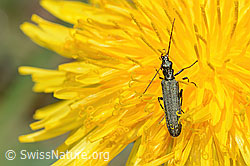 Graugrüner Schenkelkäfer (Oedemera virescens) auf Gewöhnlicher Löwenzahn (Taraxacum officinale) (C330580)