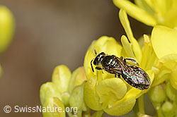 Dunkelgrüne Schmalbiene (Lasioglossum morio) auf Gemeines Brillenschötchen (Biscutella laevigata) (C330584)