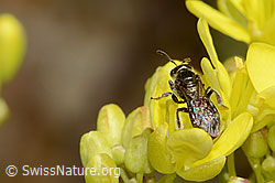 Dunkelgrüne Schmalbiene (Lasioglossum morio) auf Gemeines Brillenschötchen (Biscutella laevigata) (C330586)