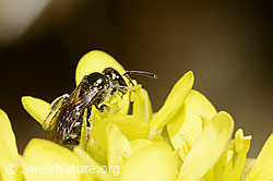 Dunkelgrüne Schmalbiene (Lasioglossum morio)<br/>Gemeines Brillenschötchen (Biscutella laevigata)