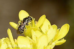 Dunkelgrüne Schmalbiene (Lasioglossum morio) auf Gemeines Brillenschötchen (Biscutella laevigata) (C330589)