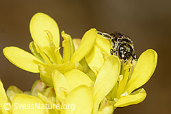 Dunkelgrüne Schmalbiene (Lasioglossum morio) auf Gemeines Brillenschötchen (Biscutella laevigata) (C330593)