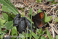 C330596: Alpenmohrenfalter (Erebia triarius)