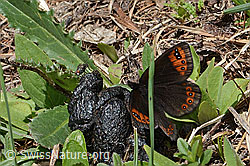 C330598: Alpenmohrenfalter (Erebia triarius)
