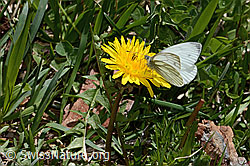Foto: Bergweissling (Pieris bryoniae) auf Gewöhnlichem Löwenzahn (Taraxacum officinale)