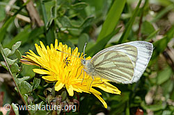 Bergweissling (Pieris bryoniae) auf Gewöhnlichem Löwenzahn (Taraxacum officinale) (16.05.2025, C330609)
