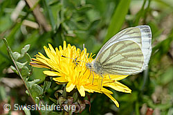 Foto: Bergweissling (Pieris bryoniae) auf Gewöhnlichem Löwenzahn (Taraxacum officinale)
