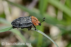 Rothalsige Silphe (Oiceoptoma thoracicum) (C330614) Rothalsige Silphe (Oiceoptoma thoracicum) (C330614)