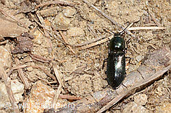 Glanzschnellkäfer (Selatosomus aeneus) (16.05.2025, C330623)