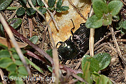 Glanzschnellkäfer (Selatosomus aeneus) (C330626)
