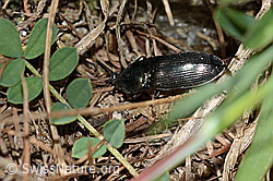 Glanzschnellkäfer (Selatosomus aeneus) (C330628)