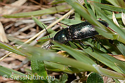 Glanzschnellkäfer (Selatosomus aeneus) (C330632)
