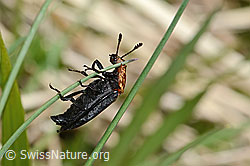 Rothalsige Silphe (Oiceoptoma thoracicum) (C330638) Rothalsige Silphe (Oiceoptoma thoracicum) (C330638)