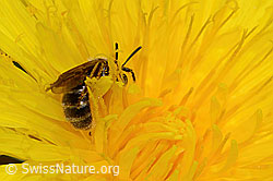 Lasioglossum calceatum (C330642)