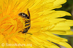 Lasioglossum calceatum on Taraxacum officinale (C330646)