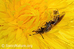 Lasioglossum calceatum on Taraxacum officinale (C330647)