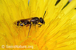 Gewöhnliche Schmalbiene (Lasioglossum calceatum) auf Gewöhnlichem Löwenzahn (Taraxacum officinale) (16.05.2025, C330656)