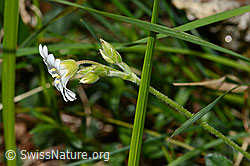 Foto: Gewöhnliches Hornkraut (Cerastium fontanum ssp. vulgare)