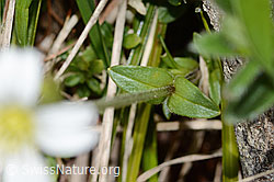 Foto: Gewöhnliches Hornkraut (Cerastium fontanum ssp. vulgare)