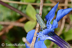 Graugrüner Schenkelkäfer (Oedemera virescens) auf Frühlings-Enzian (Gentiana verna) (C330669)