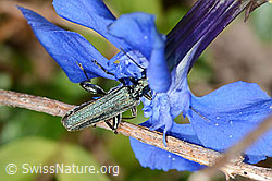 Graugrüner Schenkelkäfer (Oedemera virescens) auf Frühlings-Enzian (Gentiana verna) (C330670)