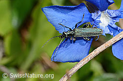Graugrüner Schenkelkäfer (Oedemera virescens) auf Frühlings-Enzian (Gentiana verna) (16.05.2025, C330675)