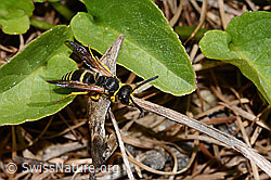 C330684: Ancistrocerus oviventris (Solitäre Faltenwespe)