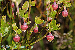 C334949: Heidelbeere (Vaccinium myrtillus)