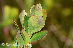 C334950: Heidelbeere (Vaccinium myrtillus)